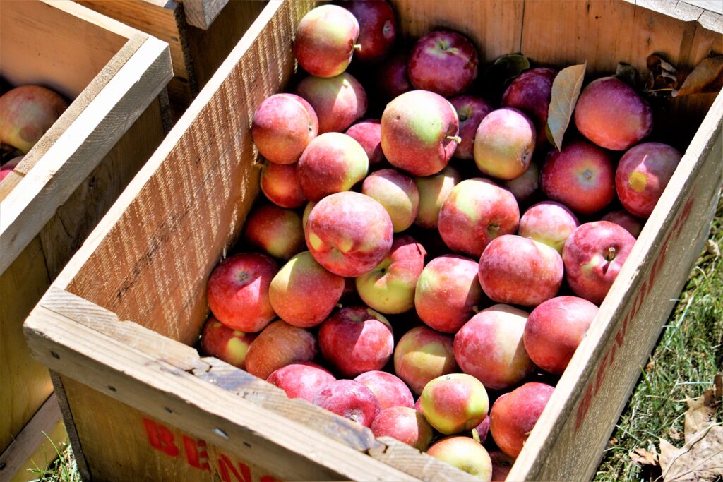 Applesauce Making - Photo Credit: Pineland Farms