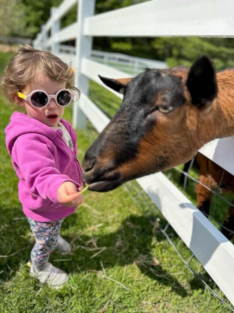 Family Farmyard Fun - Photo Courtesy of Pineland Farms