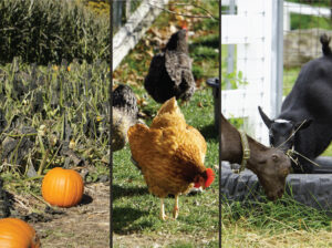 Play Days at Pineland 2-3 y/o - Photo Credit: Pineland Farms