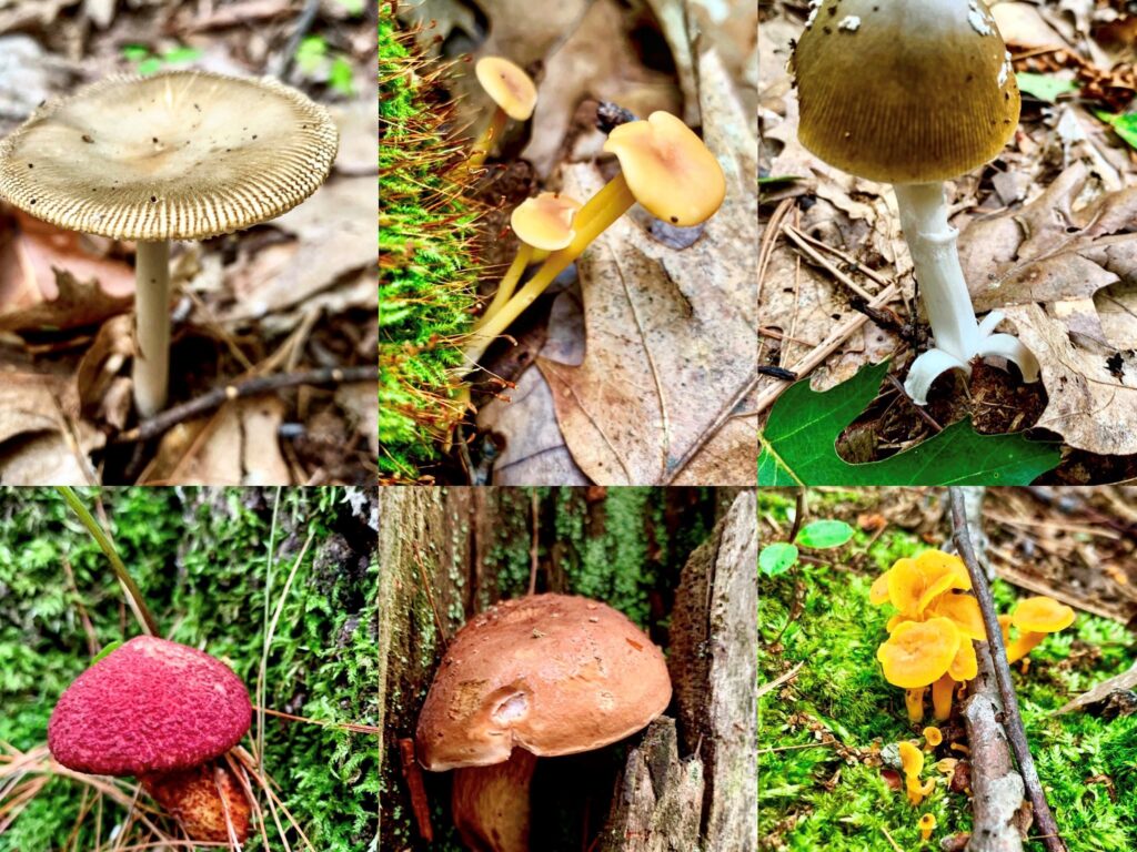 Mushroom Identification Walk - Photo Credit: Pineland Farms