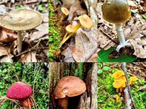 Mushroom Identification Walk - Photo Credit: Pineland Farms