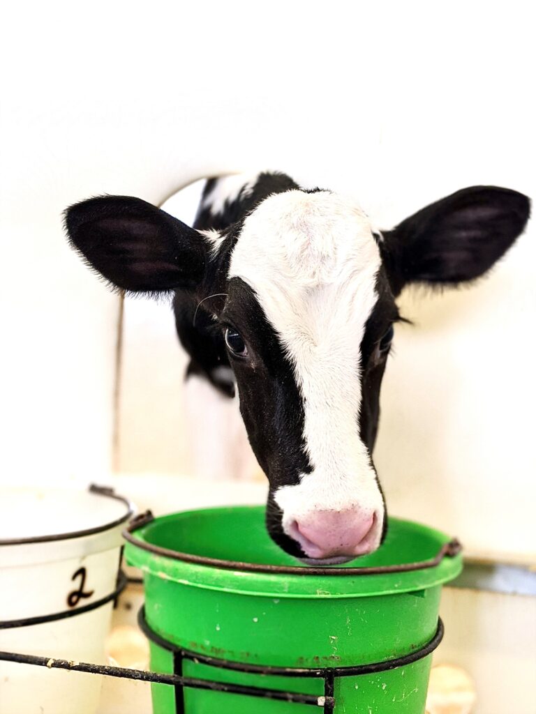 2 Hour Farm Pass (January) - Photo Credit: Pineland Farms 2 Hour Farm Pass (January) - Photo Credit: Pineland Farms