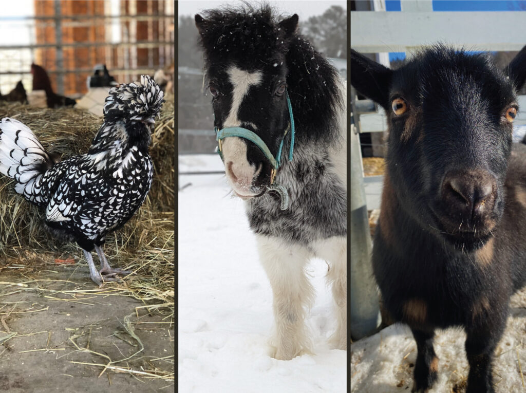 Play Days at Pineland - Photo Credit: Pineland Farms