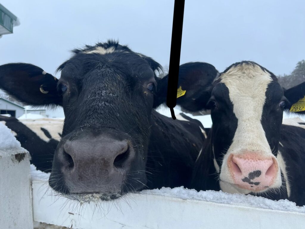 Udderly Amazing - Photo Credit: Pineland Farms