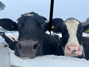 Udderly Amazing - Photo Credit: Pineland Farms