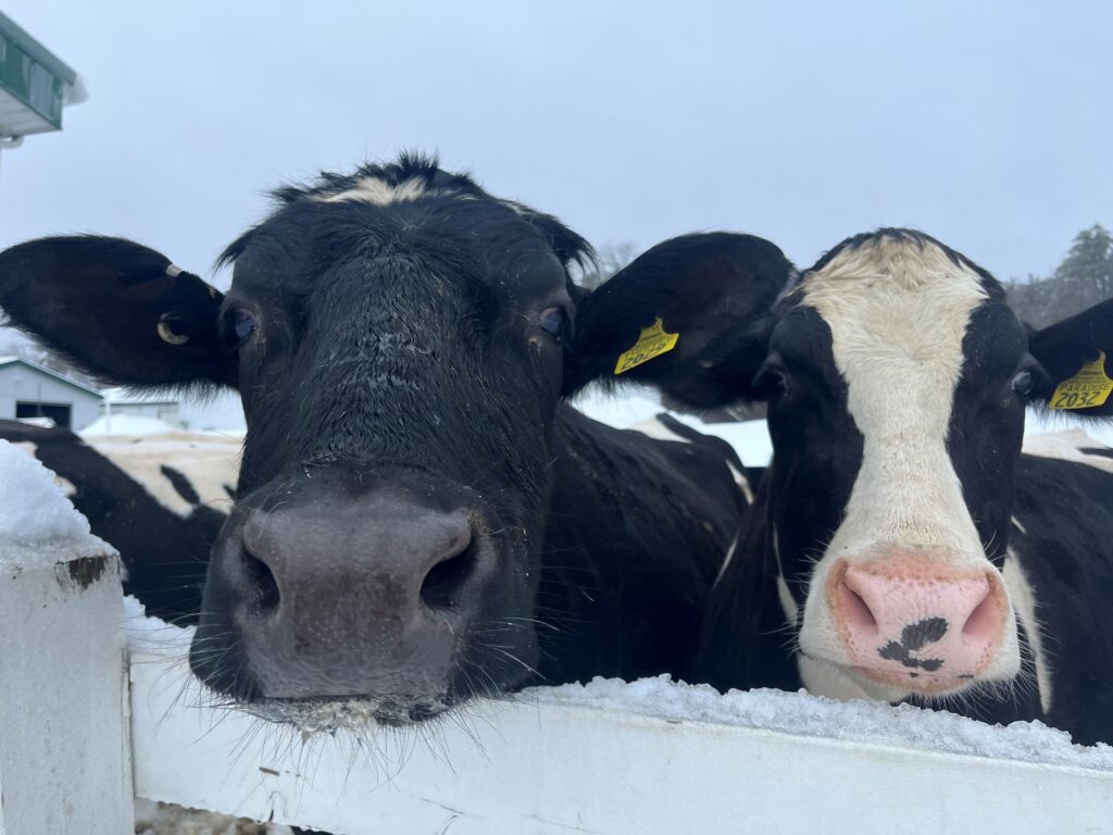 Martin Luther King Day - Photo Credit: Pineland Farms