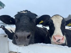 Martin Luther King Day - Photo Credit: Pineland Farms