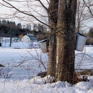 Maple Sugaring - Photo Credit: Pineland Farms