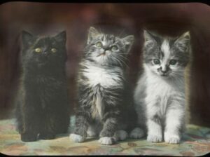 Mainers and Their Pets - Photo Credit: Spring Kittens on a Maine Farm, circa 1910, Collections of the Stanley Museum on deposit at Maine Historical Society, MaineMemory.Net #102448