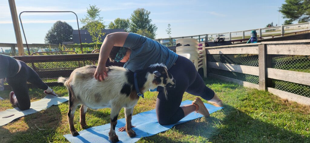 Goat Yoga - Photo Credit: AFY Goat Yoga - Photo Credit: AFY