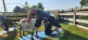 Goat Yoga - Photo Credit: AFY
