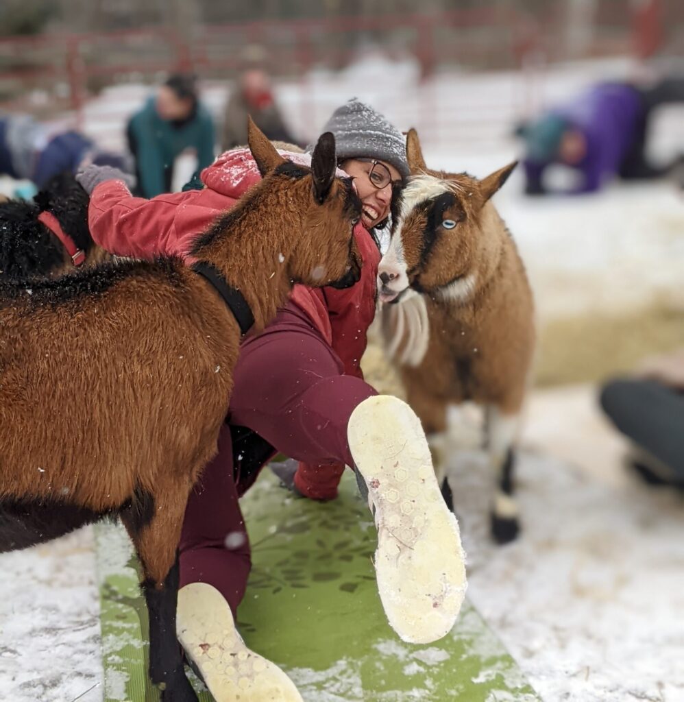 Goat Yoga - Cold Weather Style - Photo Credit: Ashley Flowers Goat Yoga - Cold Weather Style - Photo Credit: Ashley Flowers
