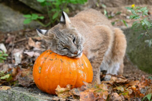 Fall Fun Day - Photo Credit: Maine Department of Inland Fisheries and Wildlife