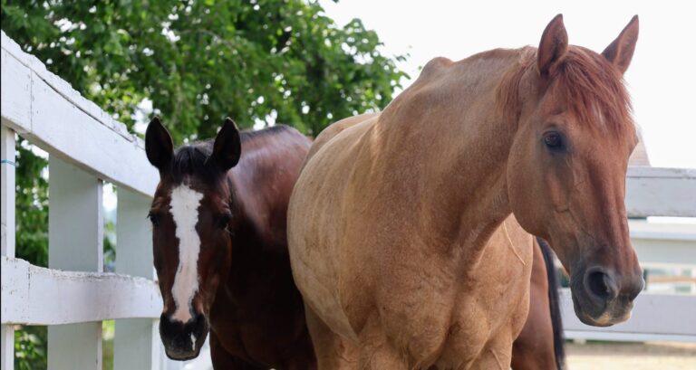 Harps, Horses & Yoga - Photo Credit: MSSPA